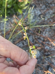 Euphorbia polyphylla