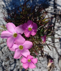 Oxalis polyphylla