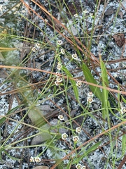 Euphorbia polyphylla