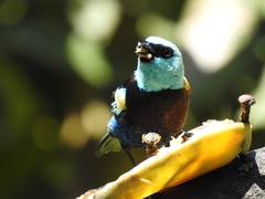 Stilpnia cyanicollis