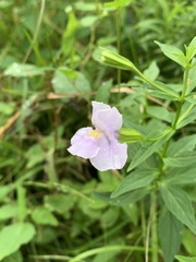 Mimulus ringens