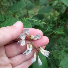 Vicia sylvatica