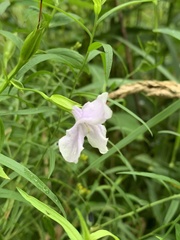 Mimulus ringens