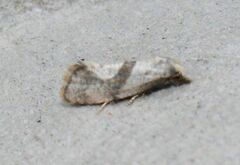 Cochylidia implicitana