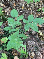 Rubus allegheniensis