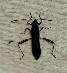 Burtinus notatipennis