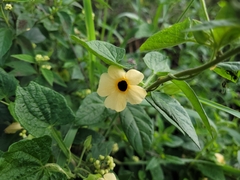 Thunbergia alata