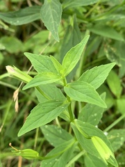 Mimulus ringens