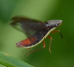 Homalodisca insolita