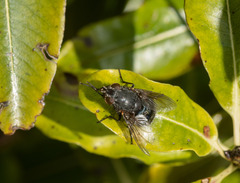 Calliphora quadrimaculata