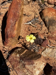 Oxalis obtusa