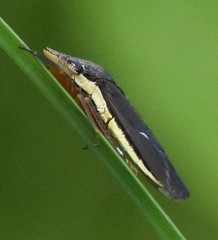 Homalodisca insolita