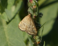 Loxostege sticticalis