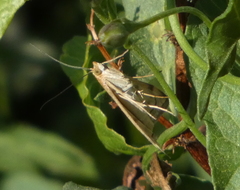 Loxostege sticticalis
