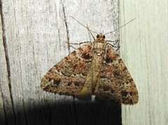 Pseudocoremia productata