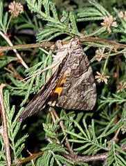 Catocala piatrix