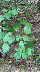 Quercus montana