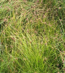 Bolboschoenus maritimus