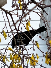Prosthemadera novaeseelandiae novaeseelandiae