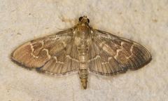 Pilocrocis ramentalis