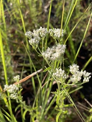 Eupatorium mohrii