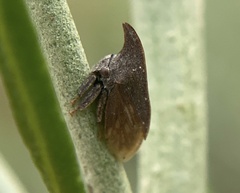 Enchenopa latipes