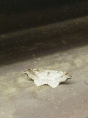 Macaria alternata