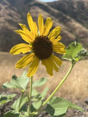 Helianthus annuus