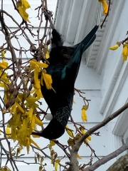 Prosthemadera novaeseelandiae novaeseelandiae