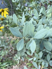 Baptisia