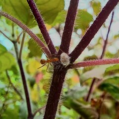 Phenacoccus peruvianus