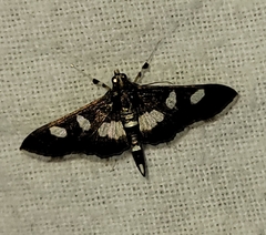 Desmia funeralis