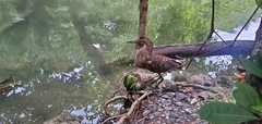 Tigrisoma mexicanum
