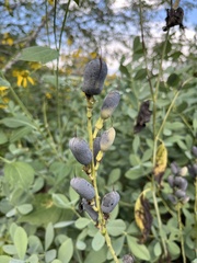 Baptisia