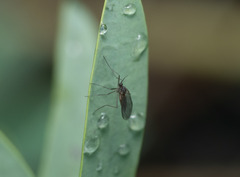 Sciaroidea