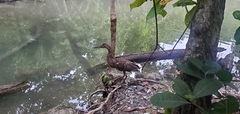 Tigrisoma mexicanum