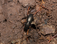 Oregus aereus