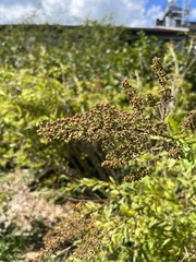 Spiraea alba