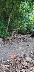 Tigrisoma mexicanum
