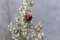 Harmonia axyridis