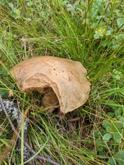 Leccinum
