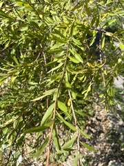 Spiraea alba