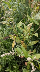 Persicaria lapathifolia