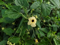 Thunbergia alata