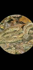 Bothrops asper