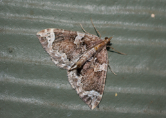 Eulithis xylina