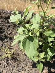 Helianthus annuus