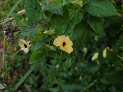 Thunbergia alata