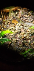 Bothrops asper