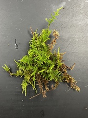 Thuidium delicatulum